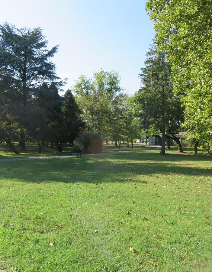 Numerosi gli interventi al patrimonio arboreo comunale nell’arco del 2019 a Trecate