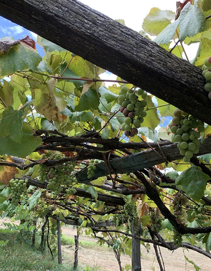 Dodici Comuni del novarese in lizza per diventare “Città europea del vino 2024”