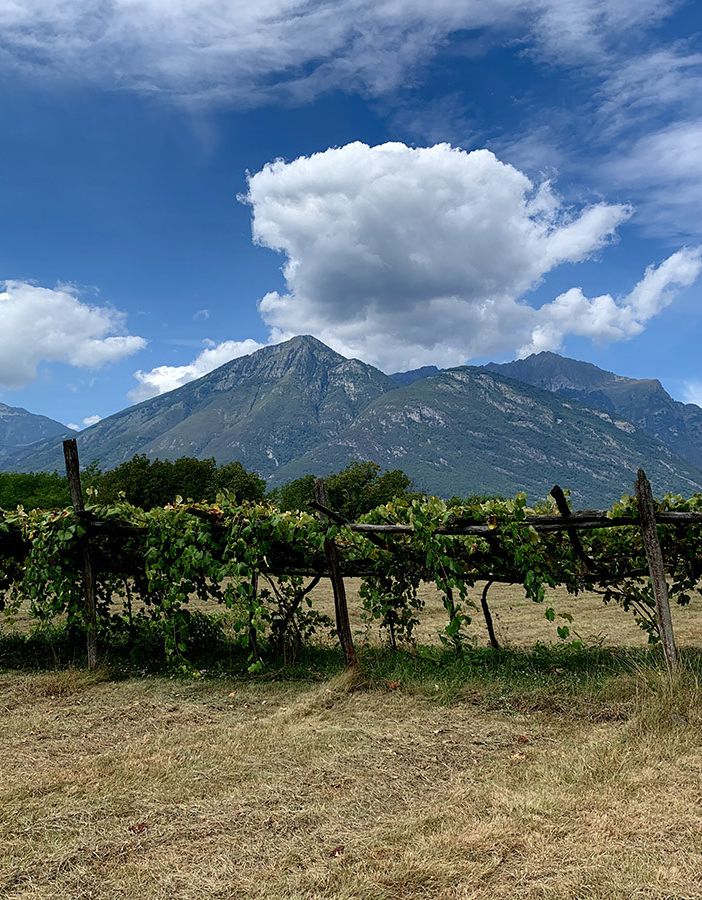 Cia: “Urgente un grande progetto di promozione per il vino piemontese”