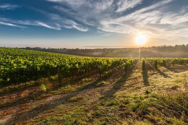 Grido d'allarme dei produttori vinicoli: servono soluzioni per affrontare un periodo critico per l'agricoltura