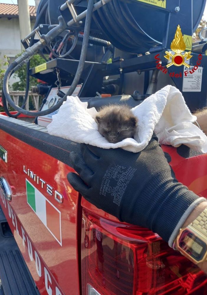 Gattino salvato dai Vigili del Fuoco di Arona