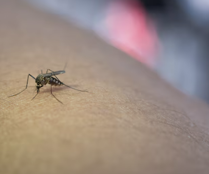 Trecate: avviata la campagna annuale di lotta alle zanzare