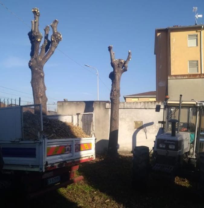 Verde pubblicoTrecate: in corso ingente intervento di potatura e manutenzione del patrimonio arboreo comunale