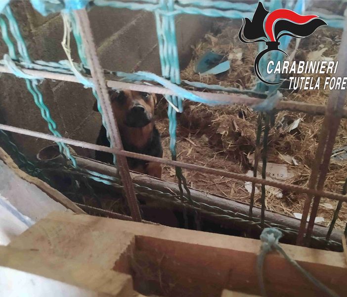 Dal Nord Ovest. Sporchi, al buio e denutriti: 16 cani salvati dai Carabinieri