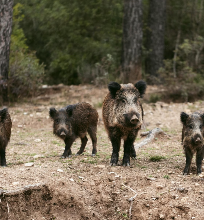 L'Ente di gestione delle aree protette cerca operatori per il contenimento dei cinghiali
