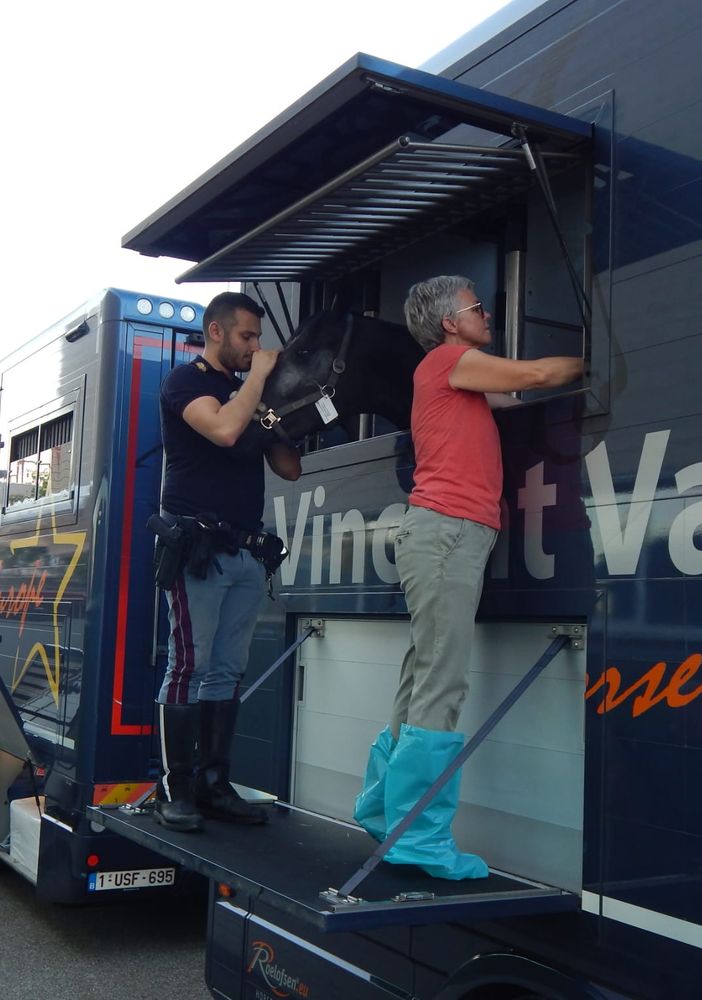 Nove cavalli rinchiusi in un Tir senza acqua e cibo, scoperti a Novara