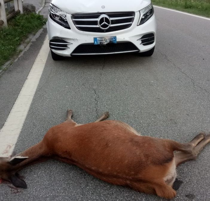 Il Piemonte è la terza regione per incidenti stradali causati da animali