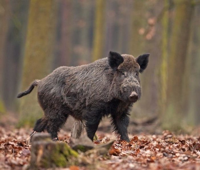 Peste suina africana, oltre 8 milioni di euro dalla Regione per la messa in sicurezza delle zone a rischio