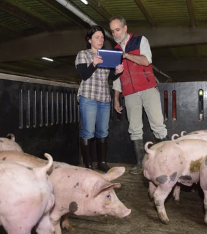 Coldiretti Novara-Vco -Peste suina: serve un cambio di passo per evitare di abbattere senza motivo migliaia di maiali sani