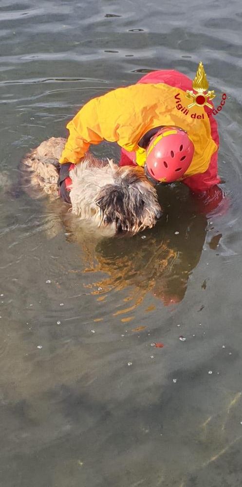 Cane cade nel canale, recuperato dai Vigili del Fuoco