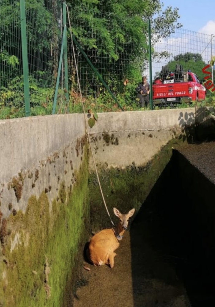 Borgomanero: capriolo cade all'interno del canale Mora, salvato dai vigili del fuoco