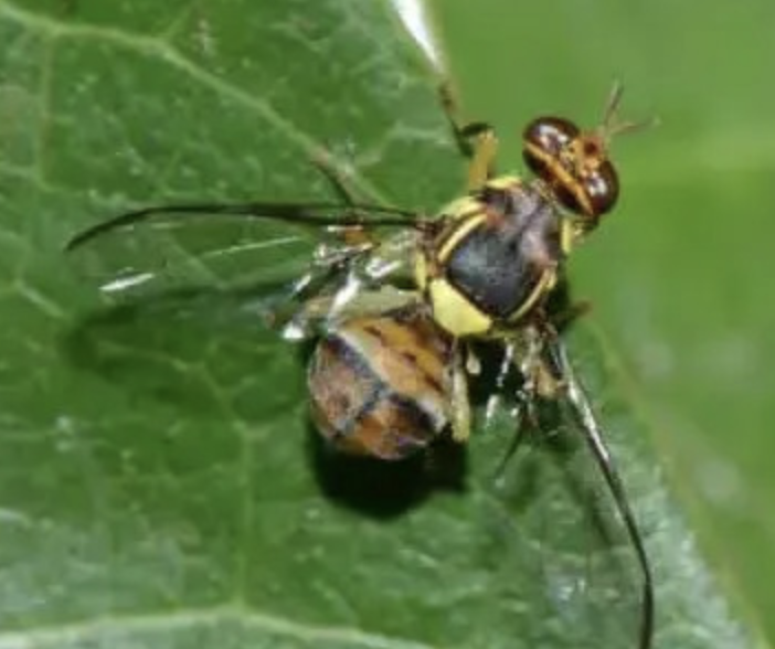 Mosca orientale e i rischi per l’export dell’ortofrutta piemontese