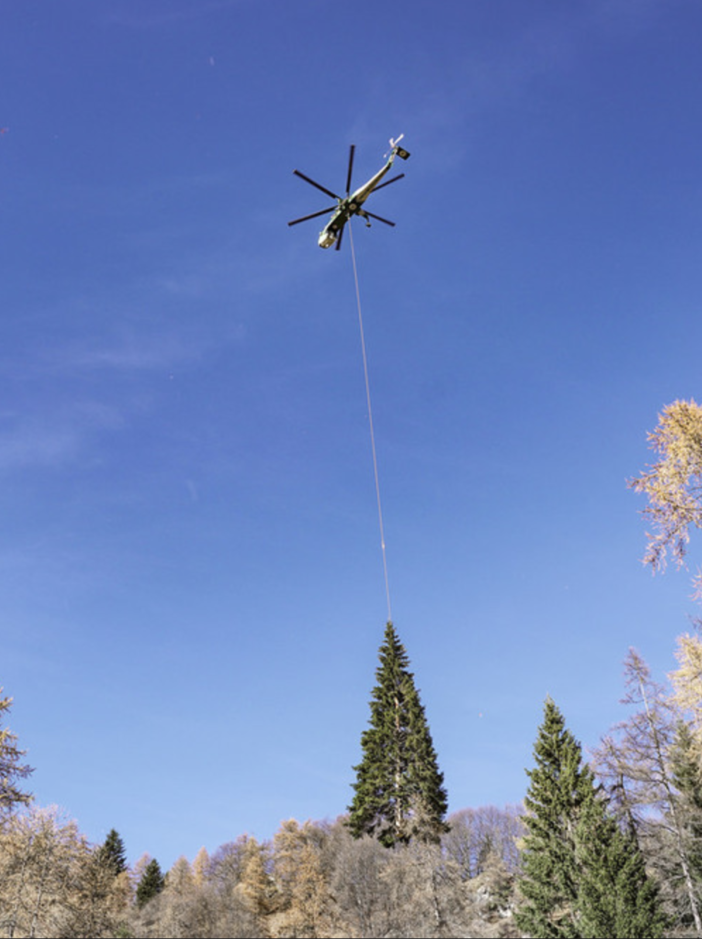 Oggi l'accensione dell'albero a Roma donato dal Piemonte a Papa Francesco