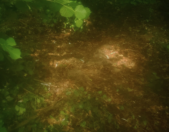 Comune e volontari ripuliscono il parco del ticino