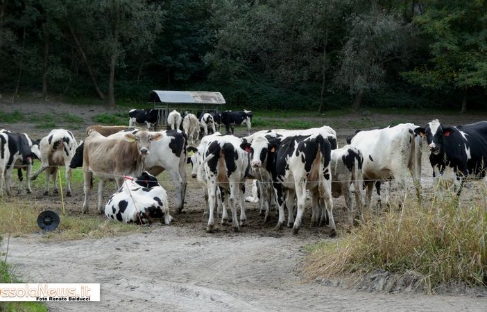Coldiretti Novara-Vco: bene stop alla norma ammazza stalle