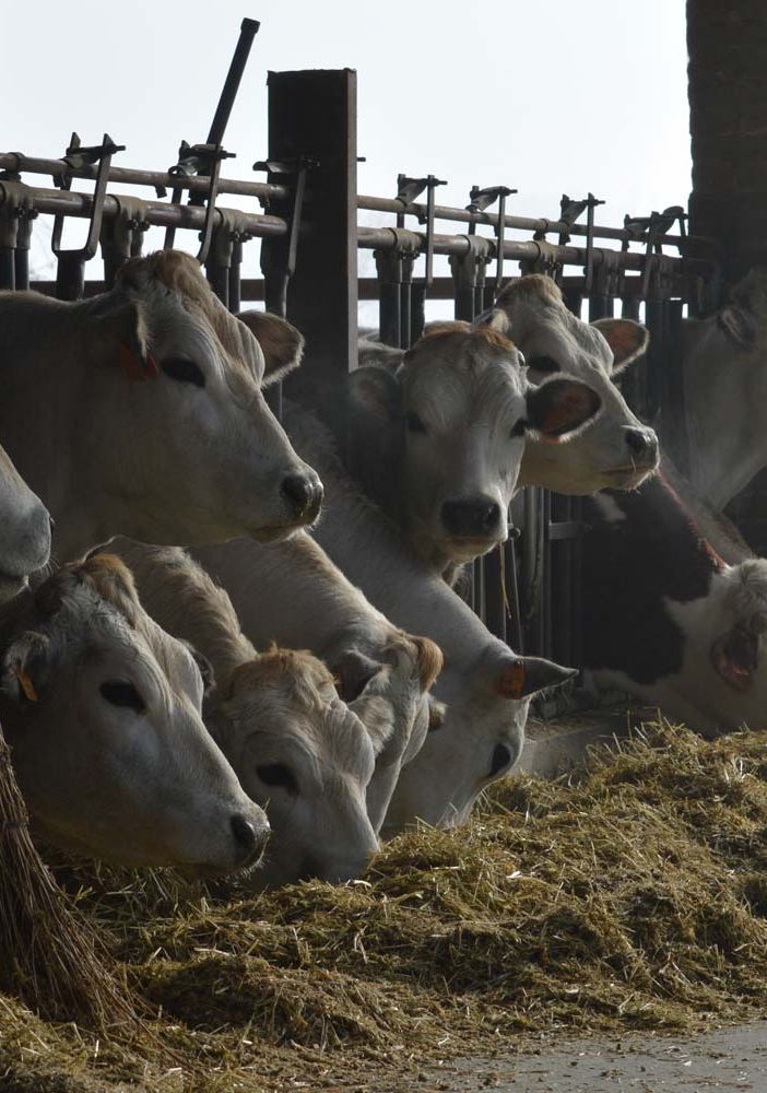 Coldiretti, razza piemontese: servono gli elementi per applicare legge contro pratiche sleali