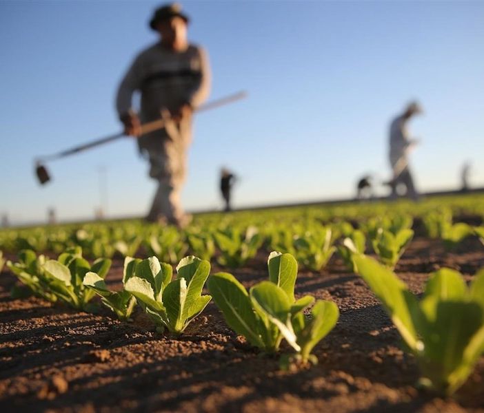 Agricoltura, dalla Giunta regionale 95 milioni per l'attivazione dei bandi dello sviluppo rurale