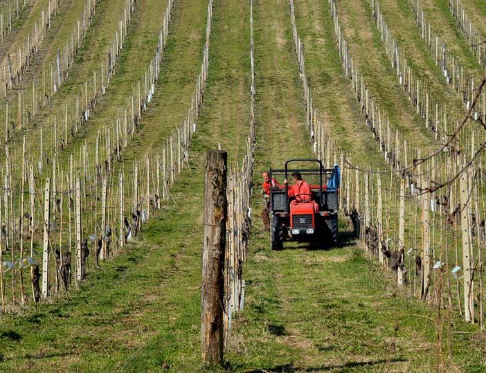 Agricoltura: Coldiretti ha inviato al presidente Cirio una lettera con le richieste più urgenti