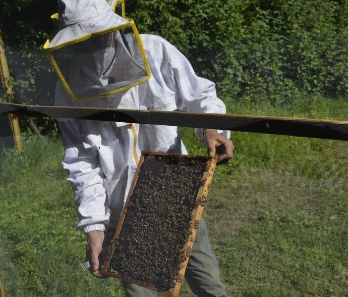 Dalla regione 1,6 milioni di euro per oltre quattrocento apicoltori piemontesi