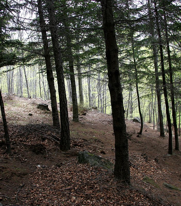 Nuovi alberi grazie al Pnrr, Uncem: &quot;Piantare dove si può, ma gestire dove è necessario&quot;
