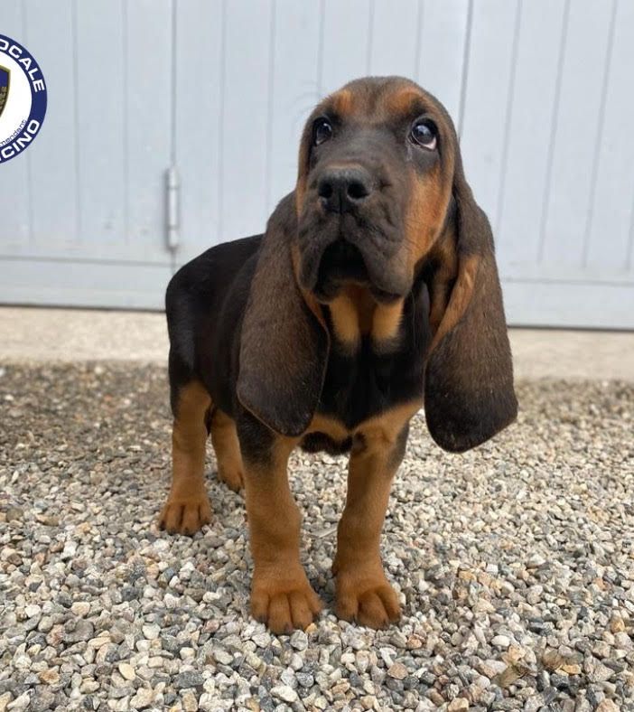 Una cucciola di bloodhound 'arruolata' dalla Polizia locale di Trecate
