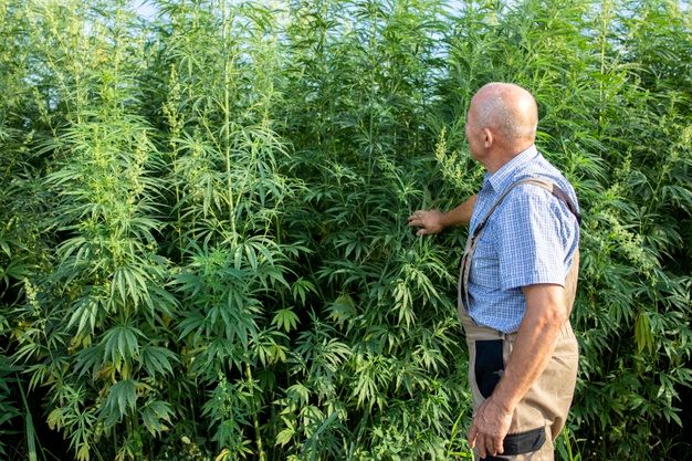 Coltivazione cannabis, via libera in Commissione in Regione