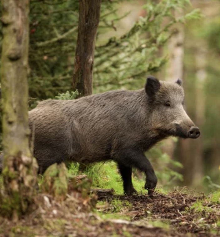 Coldiretti: fallimentari le azioni della Regione sulla fauna selvatica