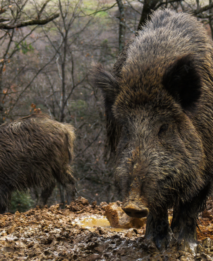 Caccia e peste suina, Bongioanni: &quot;Prolungato di un mese il calendario per il cinghiale&quot;