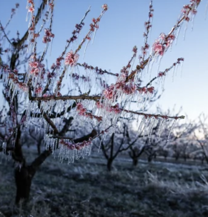 Agricoltura Piemonte: bando da 1.5 milioni per impianti di prevenzione dalle gelate