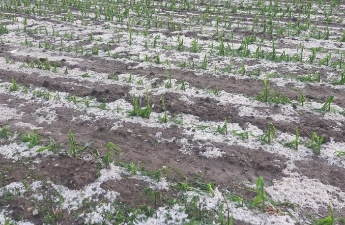 L'allarme di Coldiretti: &quot;Il 2021 anno nero per la frutta in Piemonte&quot;