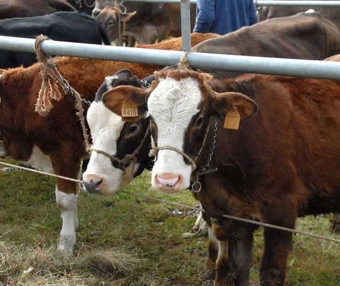 Aperto il bando da 7 milioni della Regione per il benessere degli animali