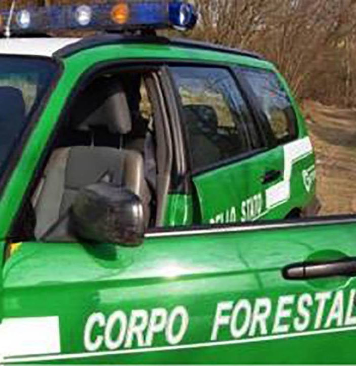 Daini e cervi per uso alimentare: i forestali sanzionano 21 allevamenti nel novarese
