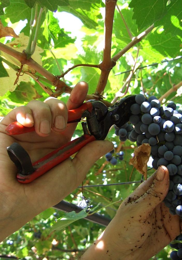 La Provincia di Novara apre il progetto “Vendemmia turistica e didattica”