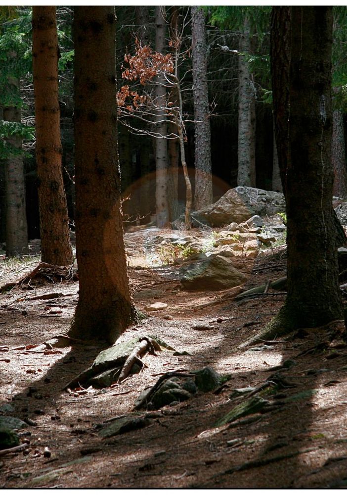 Sos Coldiretti sulla siccità boschiva: &quot;A rischio l'intero ecosistema forestale&quot;