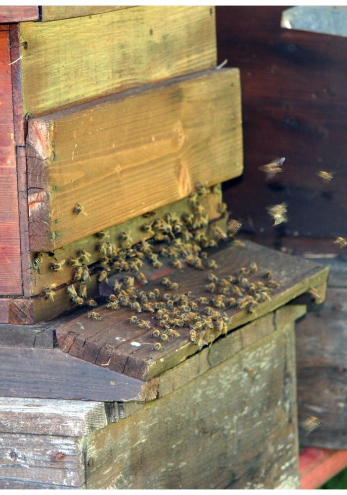Il 20 maggio “giornata mondiale delle api” al bioparco e nel giardino dei ciliegi