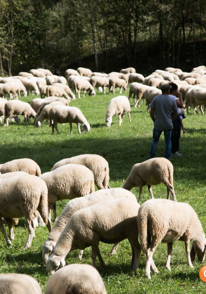 Piemonte, approvata la legge su alpeggi e transumanza