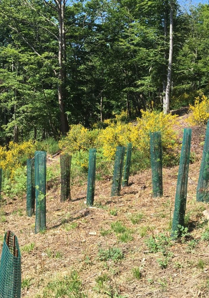 Il Piemonte celebra la Festa degli Alberi ampliando il record delle piante monumentali: 80 in più