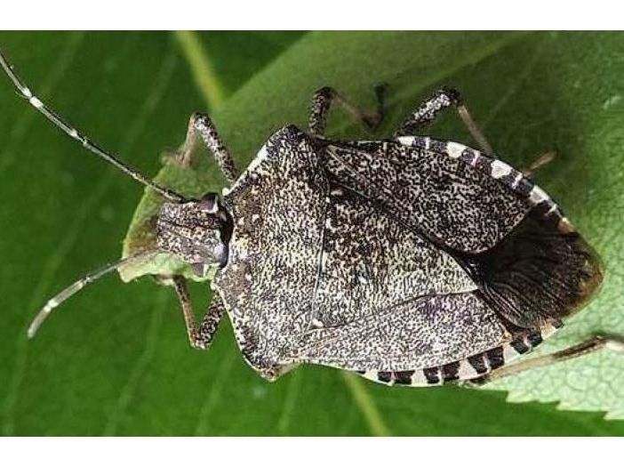 Cimice asiatica, dalla Regione  5,5 milioni per gli indennizzi alle aziende agricole