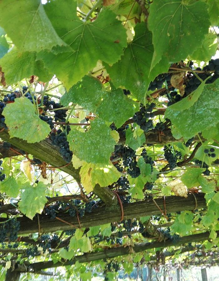 Vendemmia, la soddisfazione di Coldiretti Piemonte: &quot;Garantita la qualità nonostante il clima pazzo&quot;