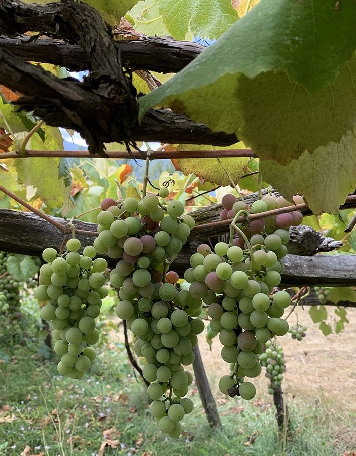 Operativo il tavolo tecnico regionale per l’emergenza flavescenza dorata della vite