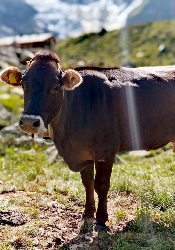 Investire sul benessere animale: la Regione apre il bando da 7 milioni per lo Sviluppo Rurale