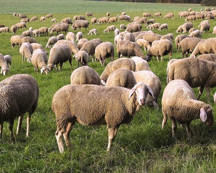 Coldiretti Piemonte, Blue Tongue: mettere in campo piano d’azione regionale