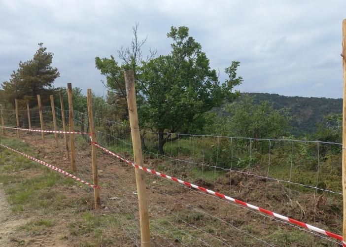 Peste suina, il Piemonte si arma contro i cinghiali: “170 chilometri di reti e 50.000 abbattimenti”