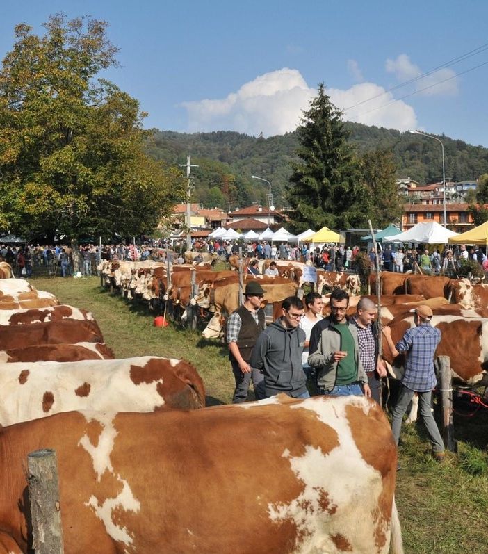 Domenica torna la Fiera Zootecnica di Armeno