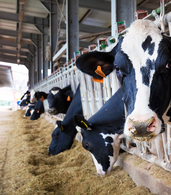 Coldiretti Piemonte, manovra: bene misure agricole dal lingua blu a fondo solidarietà