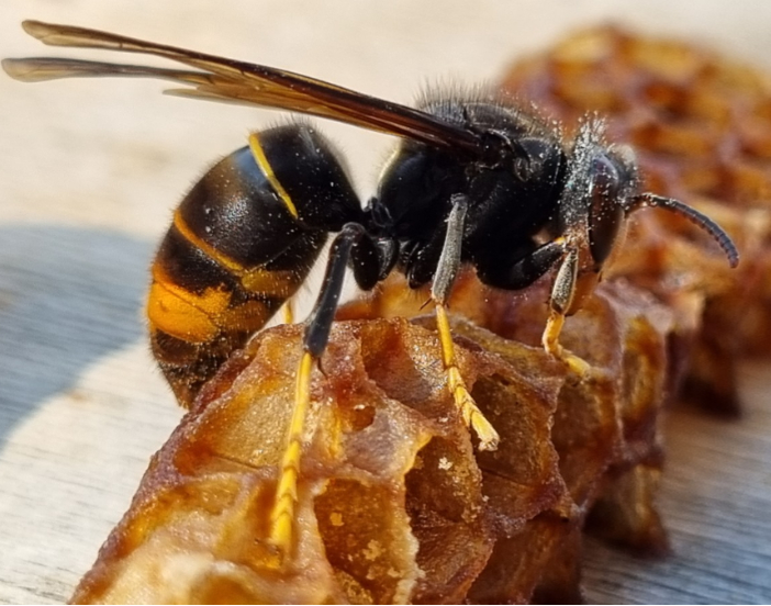 Anche in Piemonte è allarme per la Vespa Velutina, il calabrone che fa strage di api (e di miele)
