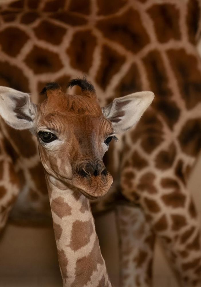 Il miracolo della vita si ripete al Safari Park Lago Maggiore: nasce una piccola giraffa