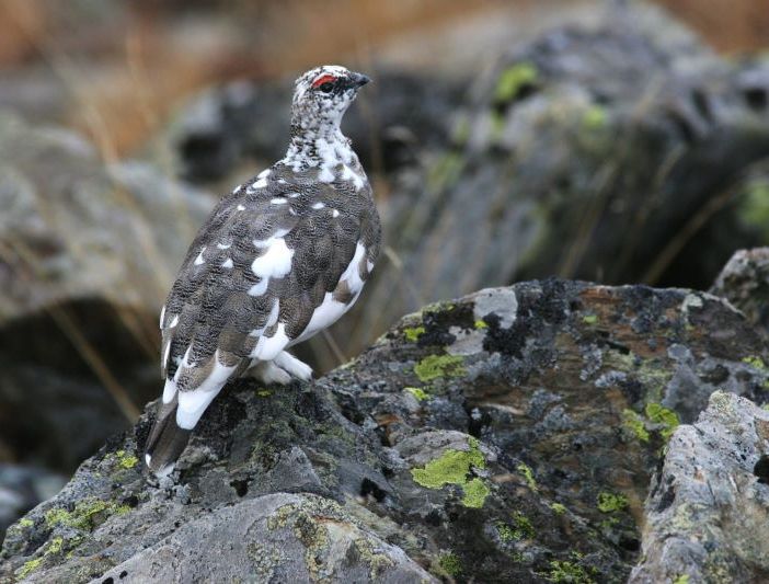 Un maschio di pernice - foto: Dante Alpe