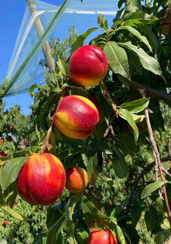Coldiretti Piemonte: &quot;Frutta e verdura made in Piemonte per combattere il caldo&quot;