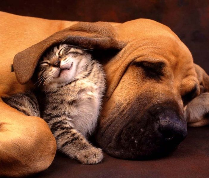 Corso di diritto privato degli animali all'università di Torino